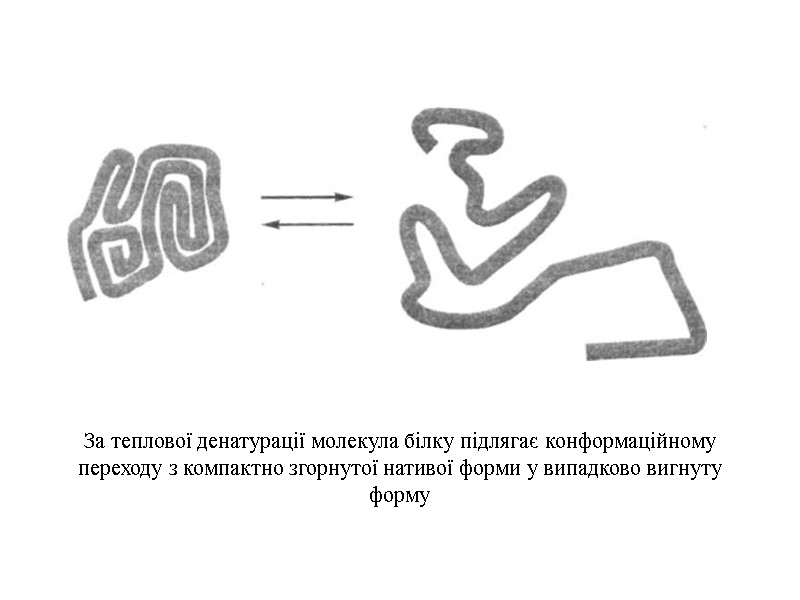 За теплової денатурації молекула білку підлягає конформаційному переходу з компактно згорнутої нативої форми у
